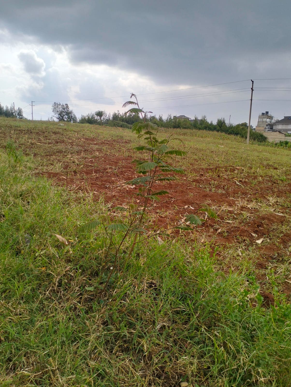 Plots for Sale - Limuru Image 7